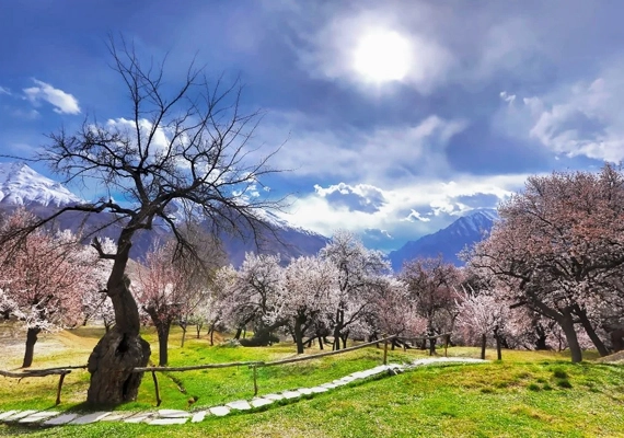 Cherry Blossom Season in Hunza
