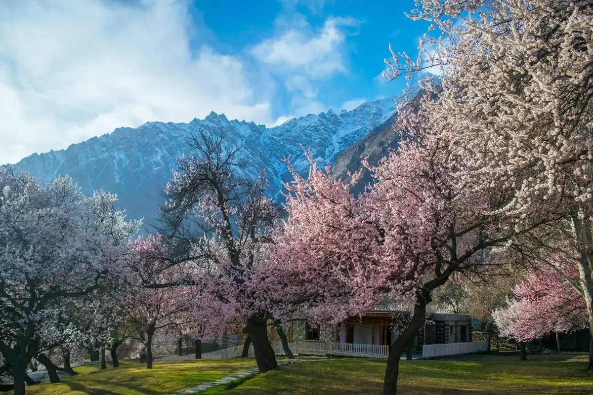 Cherry and apricot blossom in Hunza Valley in early April with snow peaks behind