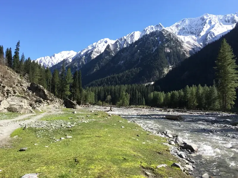 Pine forest along the Panjkora river, Kumrat Valley, Upper Dir