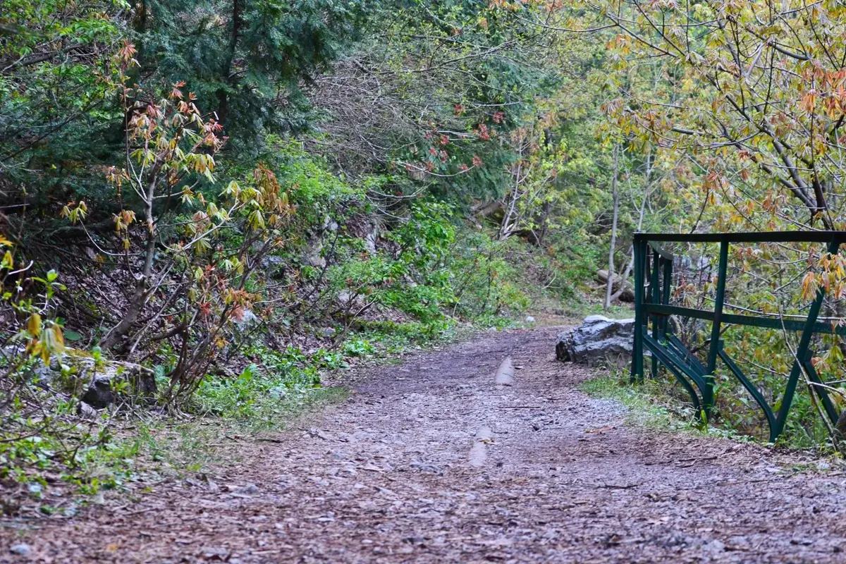 Pipeline walking track between Nathia Gali and Dunga Gali through pine forest