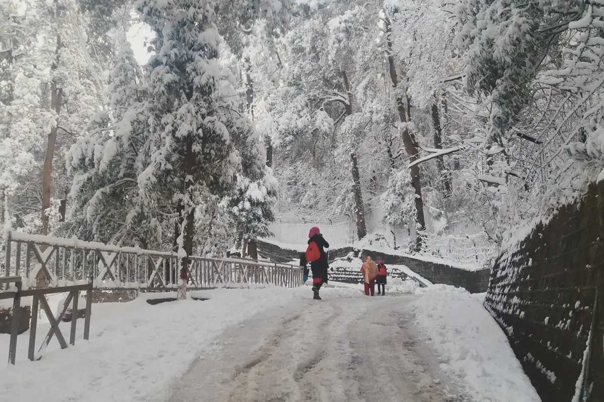 Snow on the road and pine forest in Murree in winter