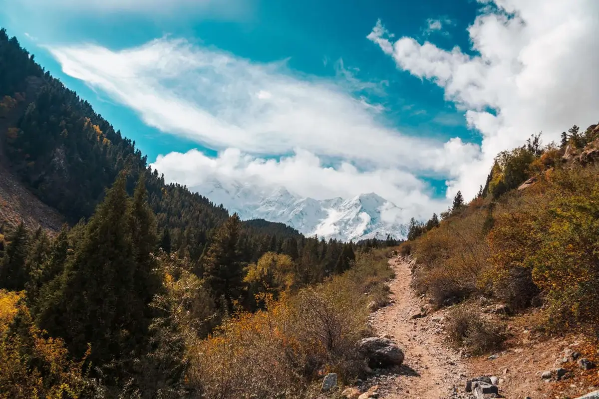 Uphill footpath through pine forest between Tato and Fairy Meadows