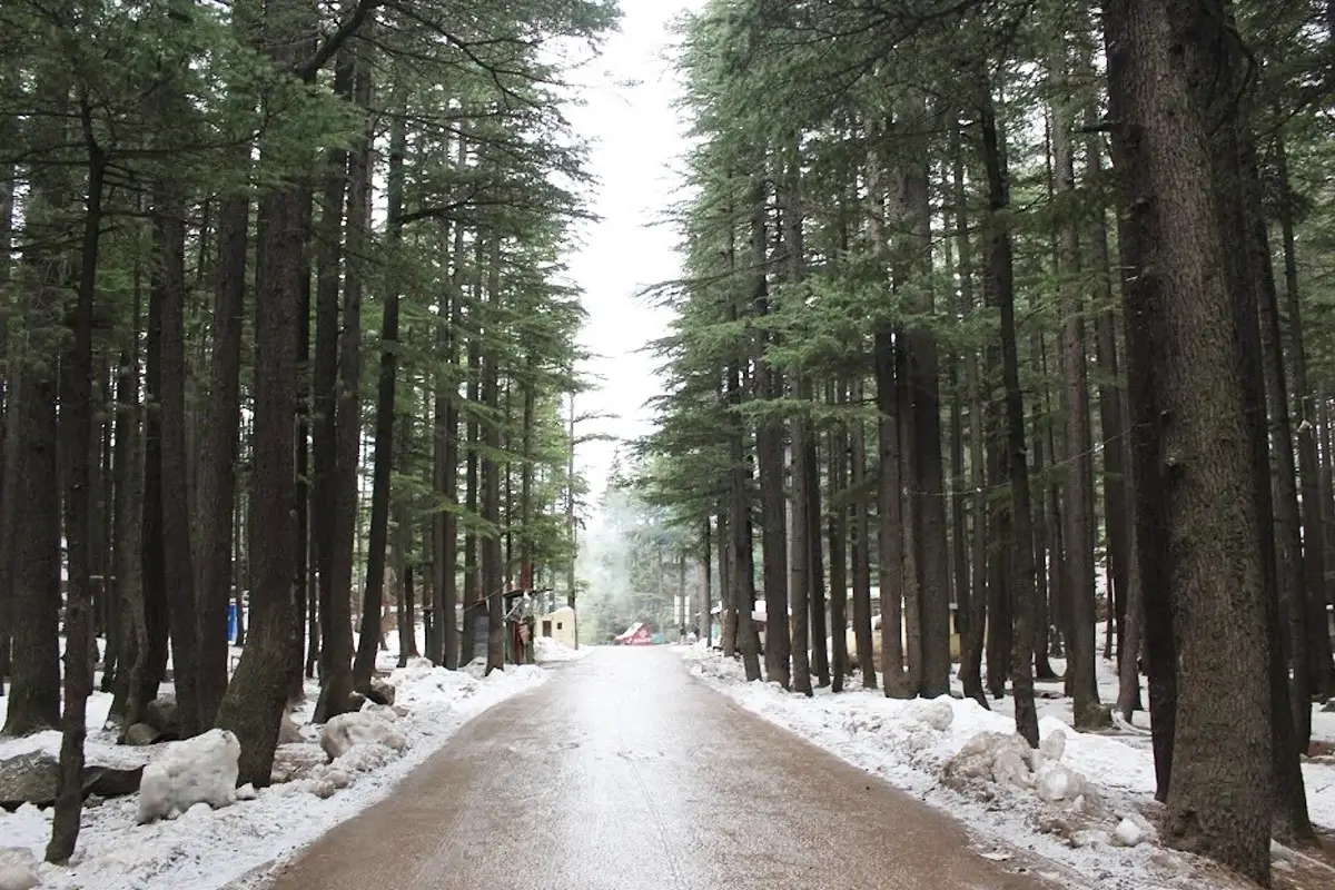 Ushu forest of deodar and pine on the road to Mahodand, Kalam