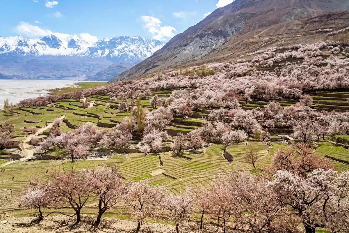 Apricot blossom in Skardu valley in April with snow peaks behind