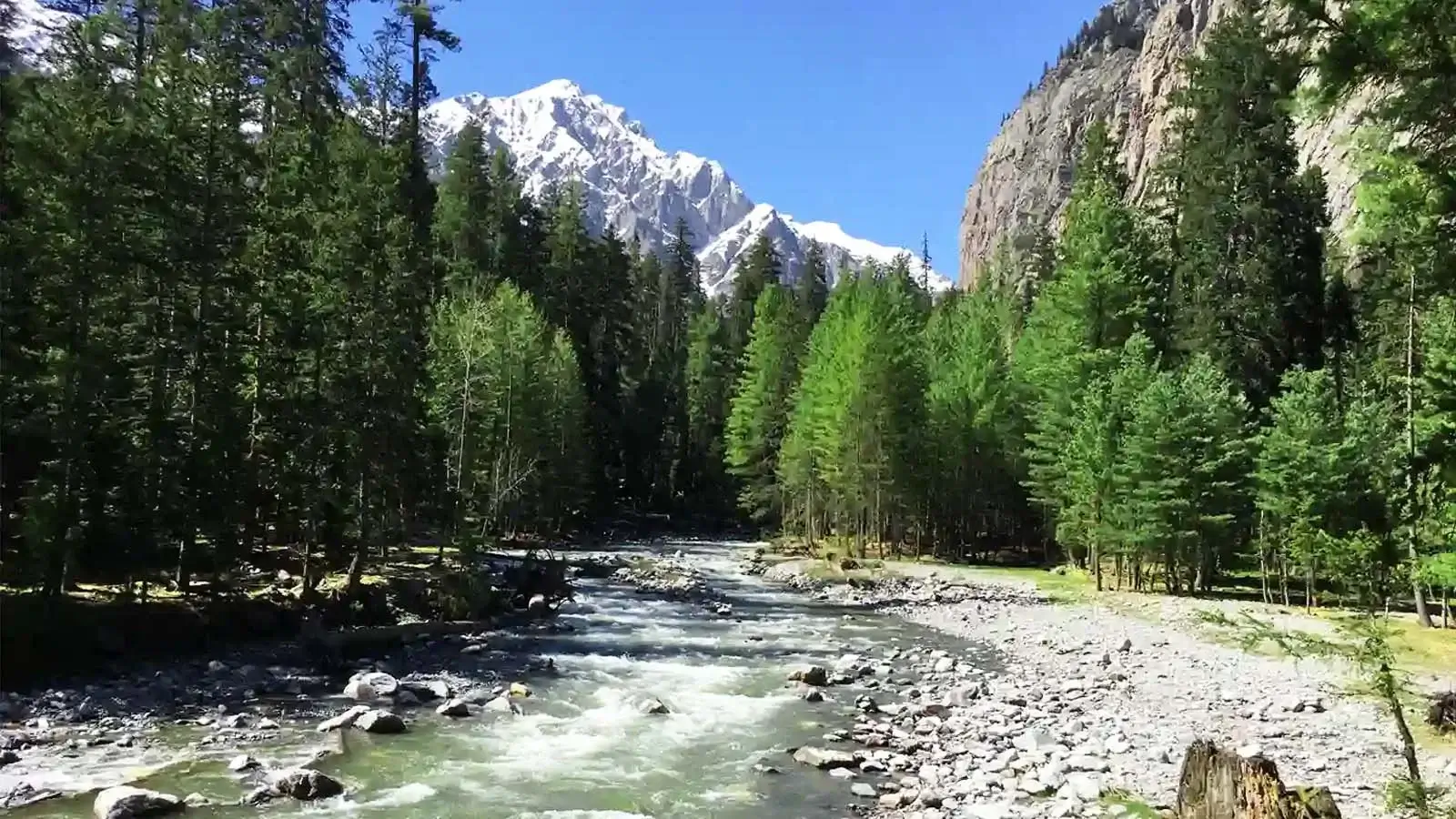 Deodar forest along the Panjkora river, Kumrat Valley
