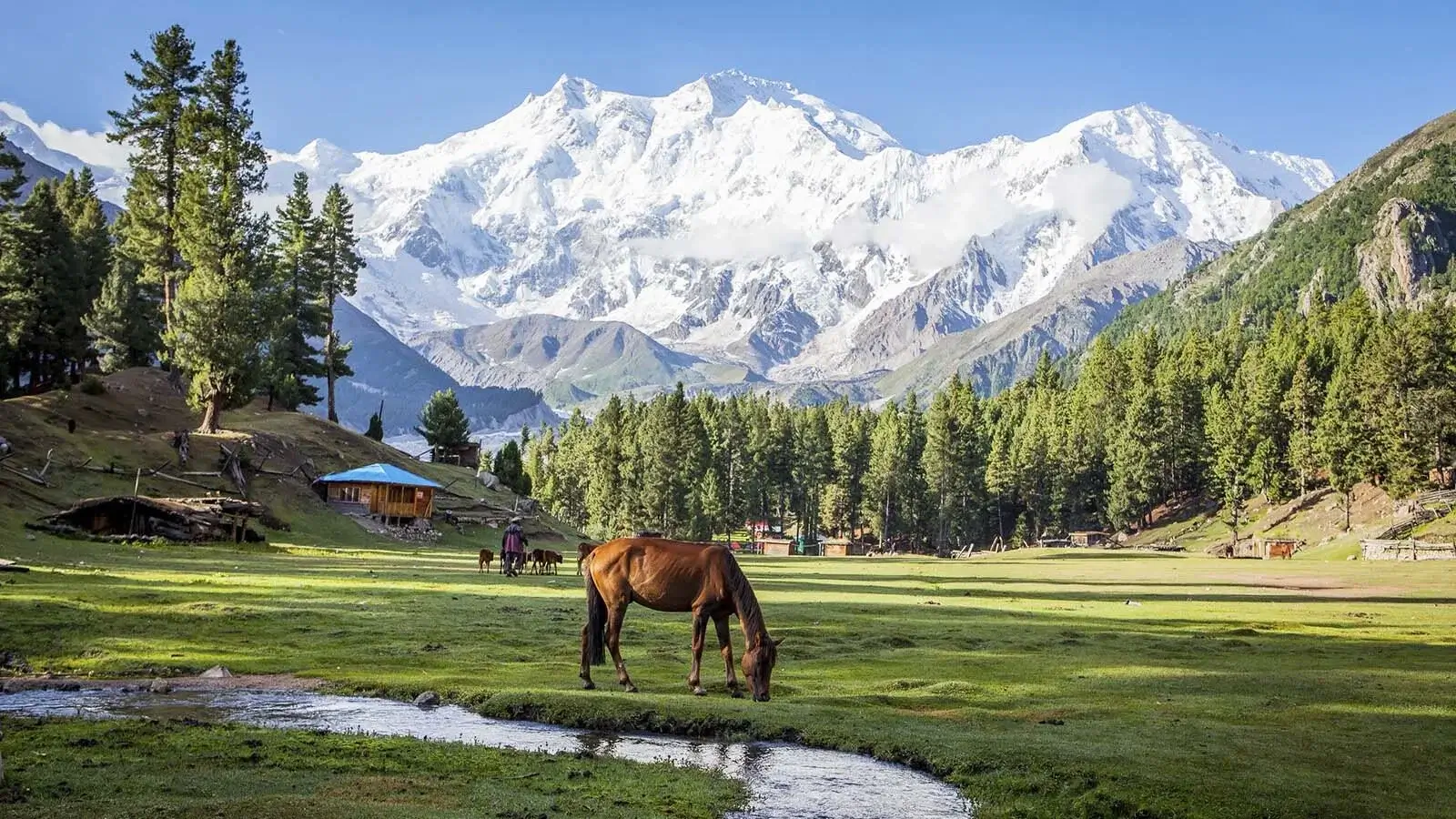 Fairy Meadows alpine meadow with Nanga Parbat behind, Gilgit-Baltistan