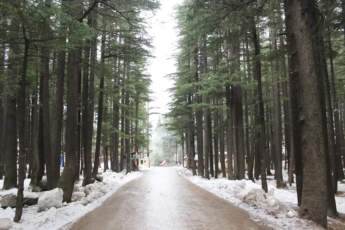 Jeep track through Ushu forest between Kalam and Mahodand Lake