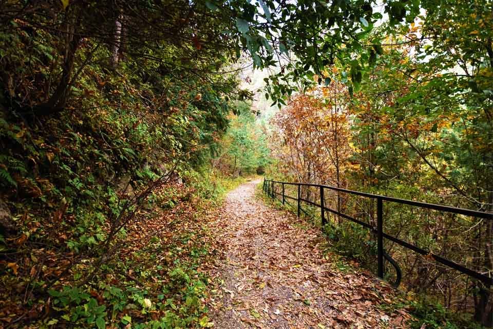 Pipeline Track forest walk between Nathia Gali and Dunga Gali