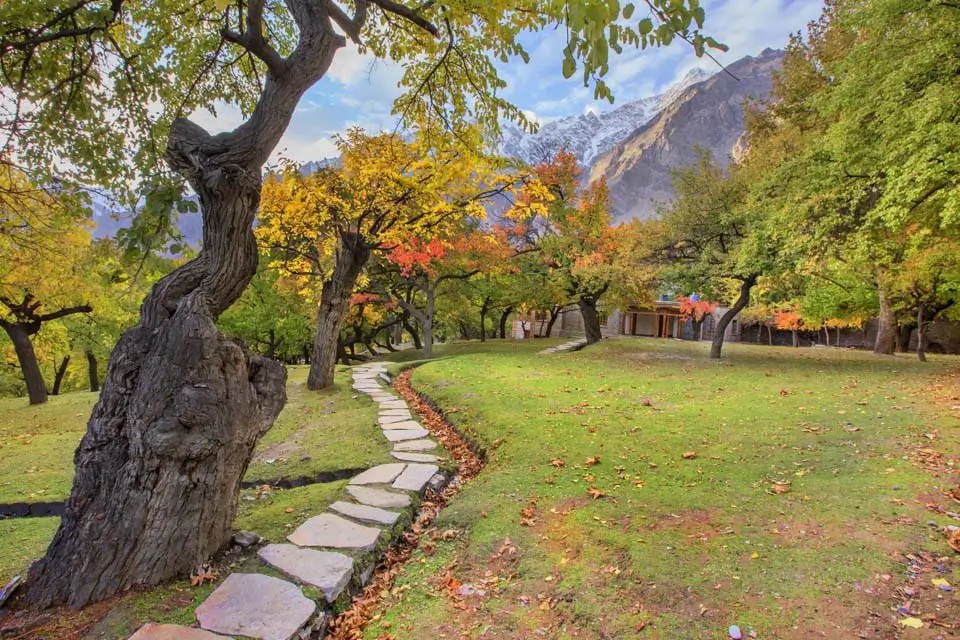 Autumn colour in the poplar trees of Hunza Valley in October