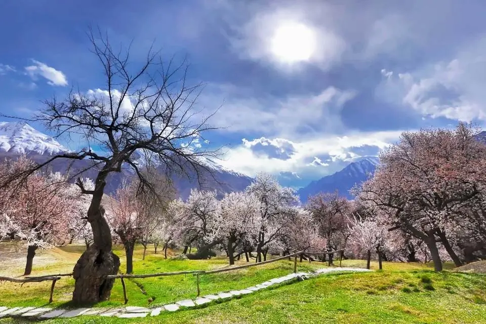 Cherry and apricot blossom in Hunza Valley with snow peaks behind
