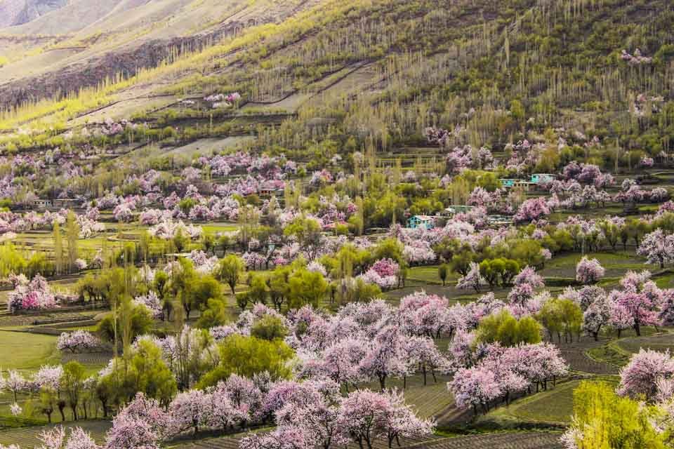 Apricot blossom in Skardu valley in April with snow peaks behind
