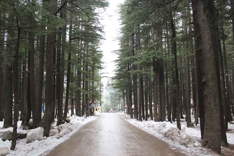 Ushu forest jeep track between Kalam and Mahodand, upper Swat